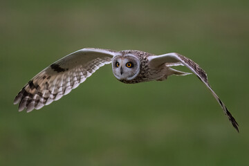 owl in flight