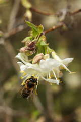 Honey bee on a white flower of a honeysuckle tree