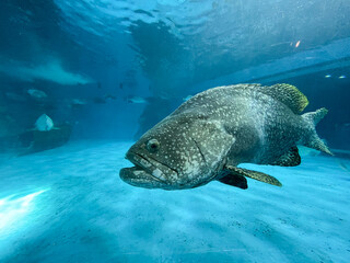 A big fish underwater in aquarium