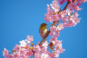 桜とメジロ