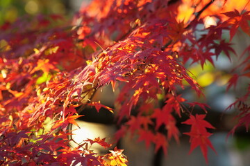 八幡宮境内の真っ赤な紅葉が夕焼けに染まる
タイトル変更