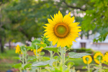Sunflower in Full Bloom. A vivid sunflower stands in focus with a soft bokeh of greenery, symbolizing growth and happiness.
