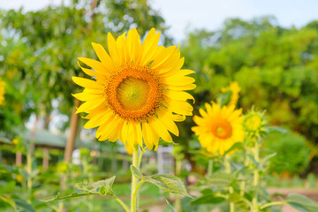 Sunflower in Full Bloom. A vivid sunflower stands in focus with a soft bokeh of greenery, symbolizing growth and happiness.