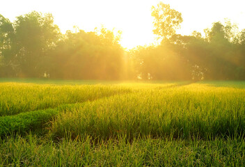 Morning Glow on Paddy Field. Golden sunrise rays bathe a lush paddy field with a refreshing green...