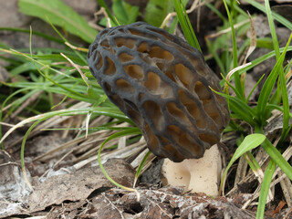 Black morel fungus (Morchella conica) wild edible mushroom