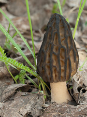 Black morel fungus (Morchella conica) wild edible mushroom