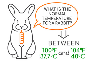 The normal temperature for a rabbit. Medical infographic. - 748051581