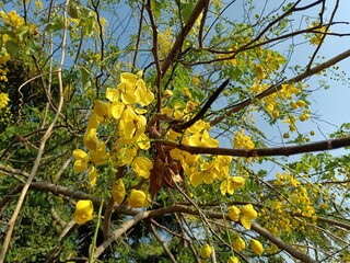 Cassia fistula, also known as golden shower, purging cassia, Indian laburnum, Kani Konna, Konna Poo...