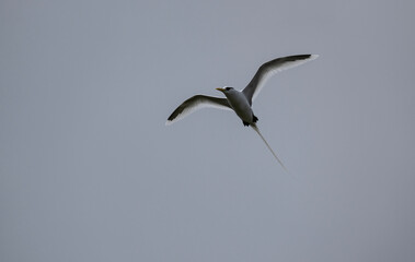 A white-tailed chaise bird soars with its wings spread on a sunny day on one of the Seychelles islands