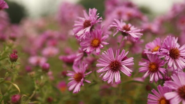 Hardy chrysanthemums pink flowers outdoors in summer spring close-up with soft selective focus. Delicate dreamy image of beauty of nature. High quality FullHD footage