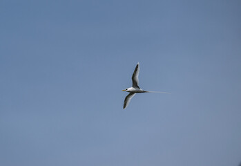 A white-tailed chaise bird soars with its wings spread on a sunny day on one of the Seychelles islands