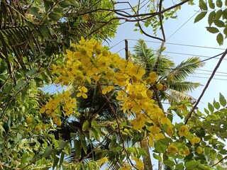 Cassia fistula, also known as golden shower, purging cassia, Indian laburnum, Kani Konna, Konna Poo or pudding pipe tree, is a flowering plant in the family Fabaceae.  - obrazy, fototapety, plakaty