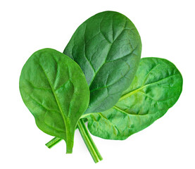 Pile of fresh green baby spinach leaves  isolated on white background. Various Spinach Macro. Top view. Flat lay..