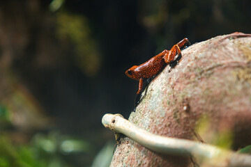 RANA NATURALEZA