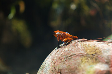 RANA NATURALEZA