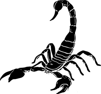 scorpion on a white background
