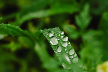 Drops of morning dew on a green leaf