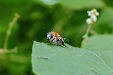Bee in the Lomas of Lachay is a national natural reserve, one of the most important in Peru, where...