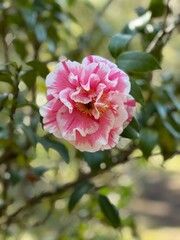 Variegated pink and white camellia japonica at Eden Gardens State Park Florida 