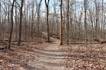 The empty hiking trail in the forest on a sunny day.