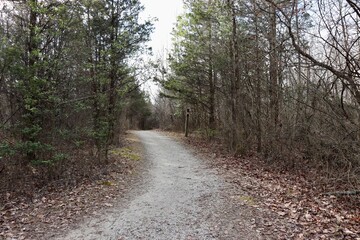 The hiking trail in the pines of the forest.