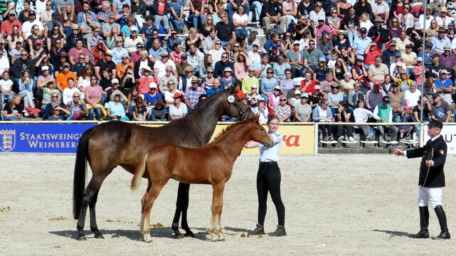 Hengstparade in Marbach 2023