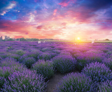Lavender field summer sunset landscape near Valensole.Provence,France. High quality photo © kishivan