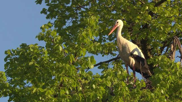 stork on a tree in springtime