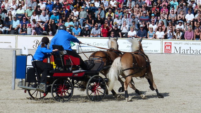 Hengstparade in Marbach 2023