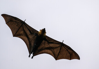 a flying fox soars with its wings spread on a sunny day on one of the Seychelles islands