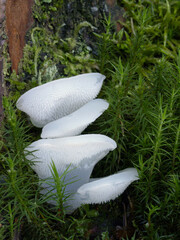 Edible wild mushroom the Toothed jelly fungus (Pseudohydnum gelatinosum) in the moss. Detail macro...