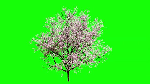 sakura tree on green background. sakura tree in 3d isolated. 3d animation of a cherry tree in the wind