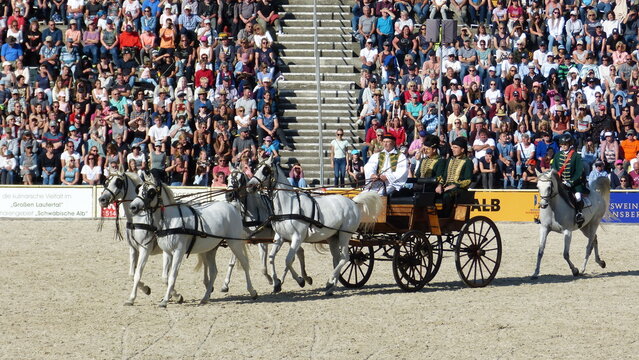 Hengstparade in Marbach 2023