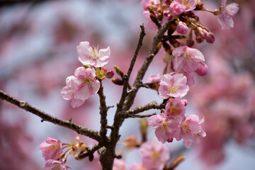 河津桜