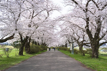 Obraz premium The walkway in Kitakami Tenshochi Park is lined with cherry blossoms blooming in spring in Iwate Prefecture, Japan.