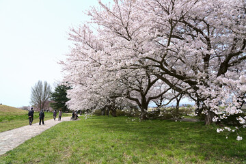Fototapeta premium Cherry blossoms blooming in spring at Kitakami tenshochi park in Iwate Prefecture, Japan.
