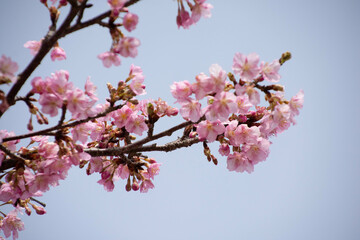河津桜
