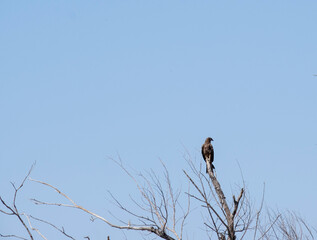 A kite on top of a tree.