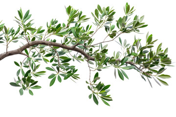 branch of a olive tree with leaves isolated on white or transparent png - obrazy, fototapety, plakaty