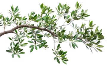 Fototapeten branch of a olive tree with leaves isolated on white or transparent png © David Kreuzberg