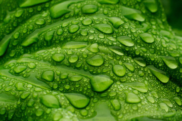Water drops on green leaf. Texture of the leaf with veins and raindrops. Ecology. Many drops of morning dew. Green natural background.
