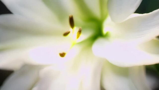 white calla lily flower footage