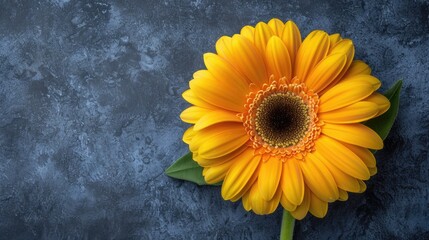 A striking yellow gerbera daisy poised elegantly against a textured grey backdrop, emphasizing its vivid colors