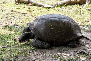 Obraz premium large land turtles on a sunny day on one of the Seychelles islands