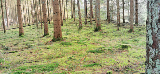 Pine forest with green mossy ground and tree trunks in early spring