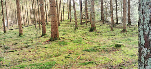 Pine forest with green mossy ground and tree trunks in early spring