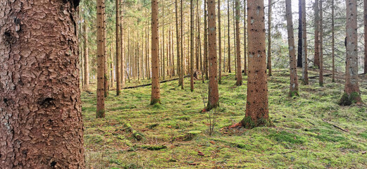 Pine forest with green mossy ground and tree trunks in sun light