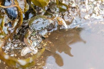 A purple shore crab (Hemigrapsus nudus) on the coast of British Columbia, Canada.