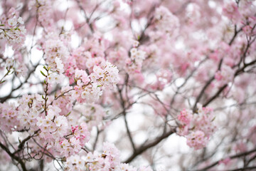 春の訪れを告げる満開の桜