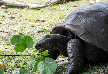 large land turtles on a sunny day on one of the Seychelles islands